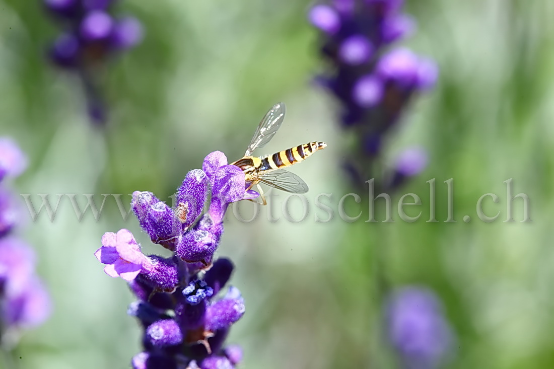 Mouche zébrée butinant des fleurs de lavande