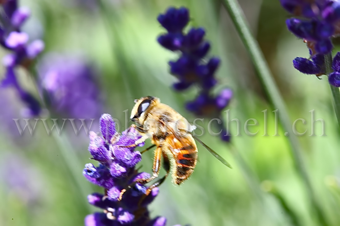 Mouche zébrée butinant des fleurs de lavande