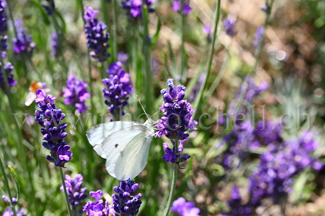 Papillon butinant des fleurs de lavande