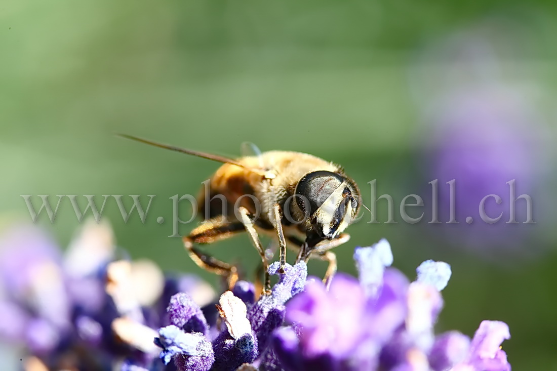 Chenille jaune