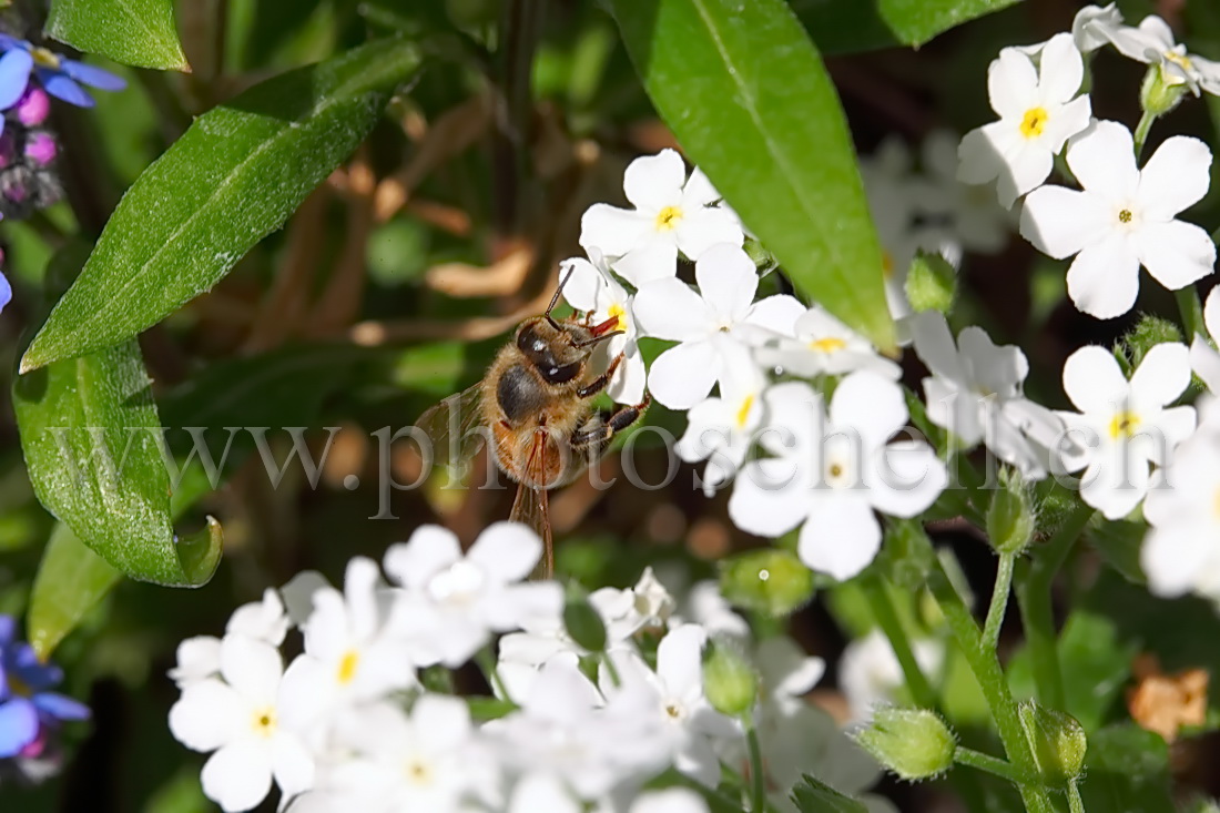 Abeille butinant