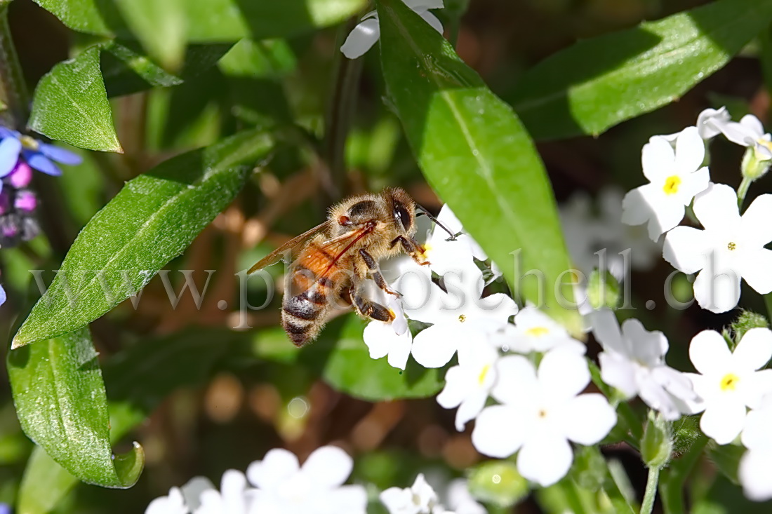 Abeille butinant