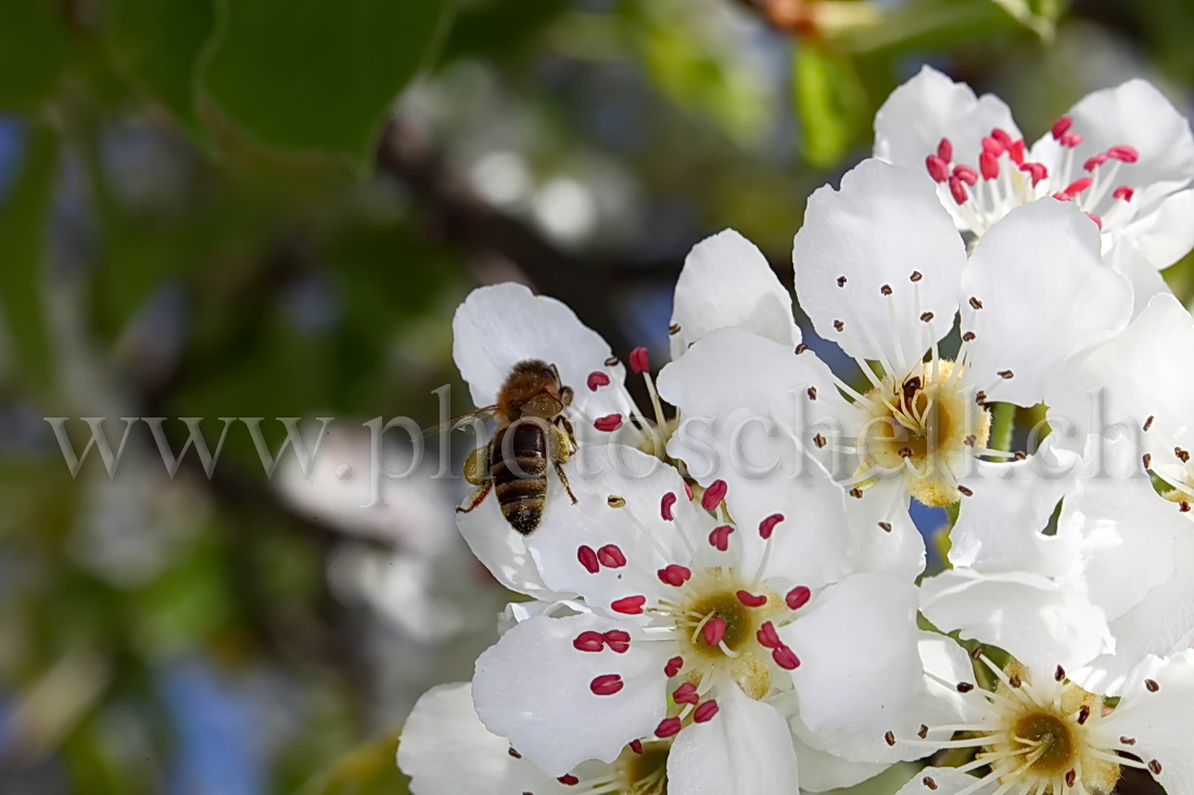 Abeille butinant