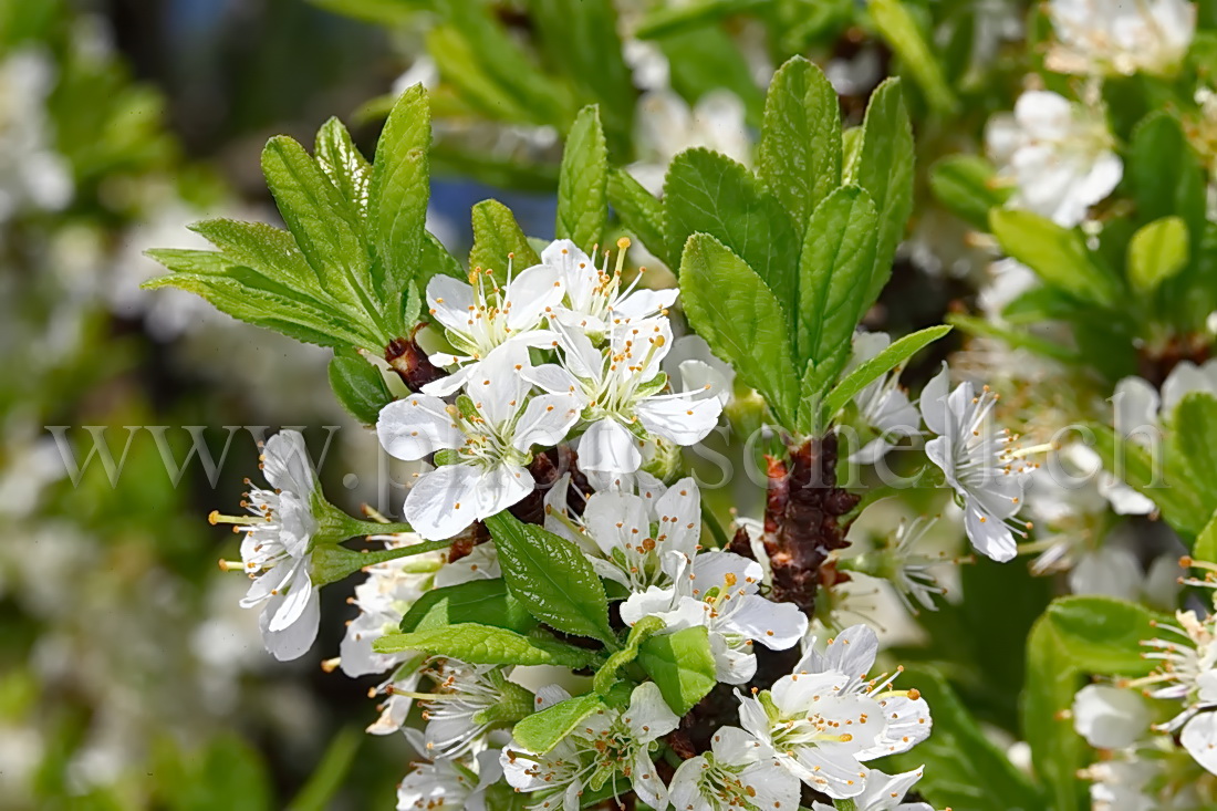 Abeille butinant