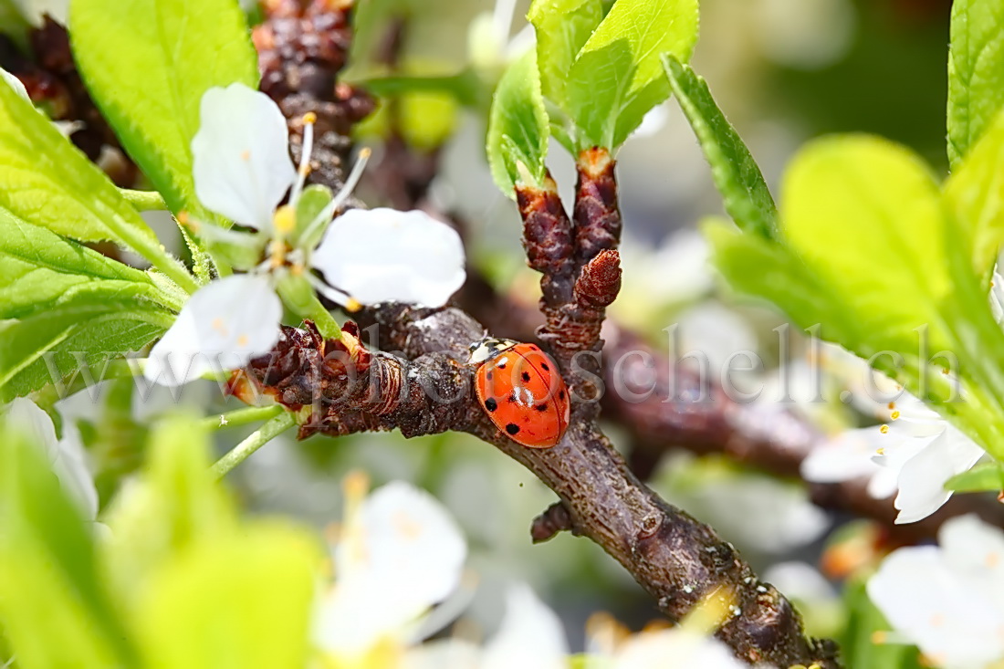 Coccinelle sur une branche