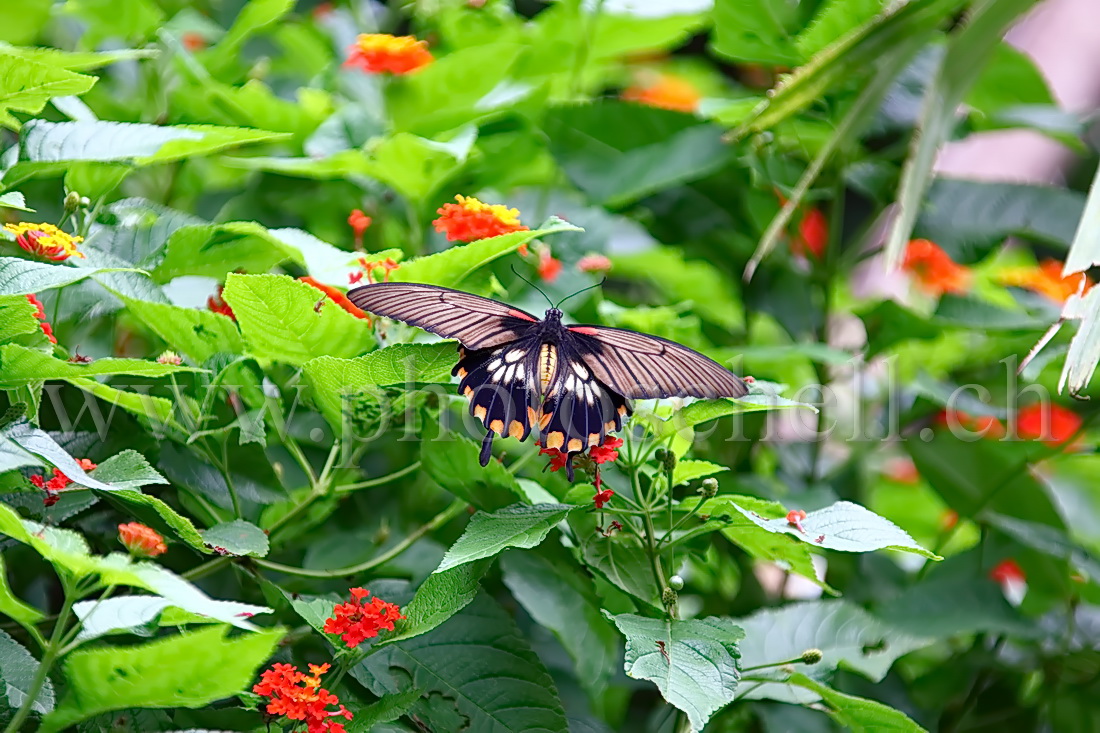 Papillon du Papiliorama