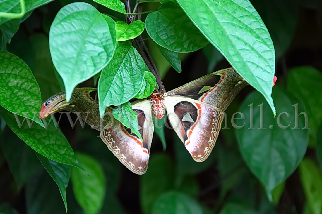 Papillon du Papiliorama