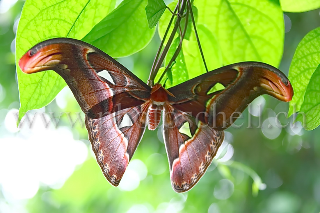 Papillon du Papiliorama