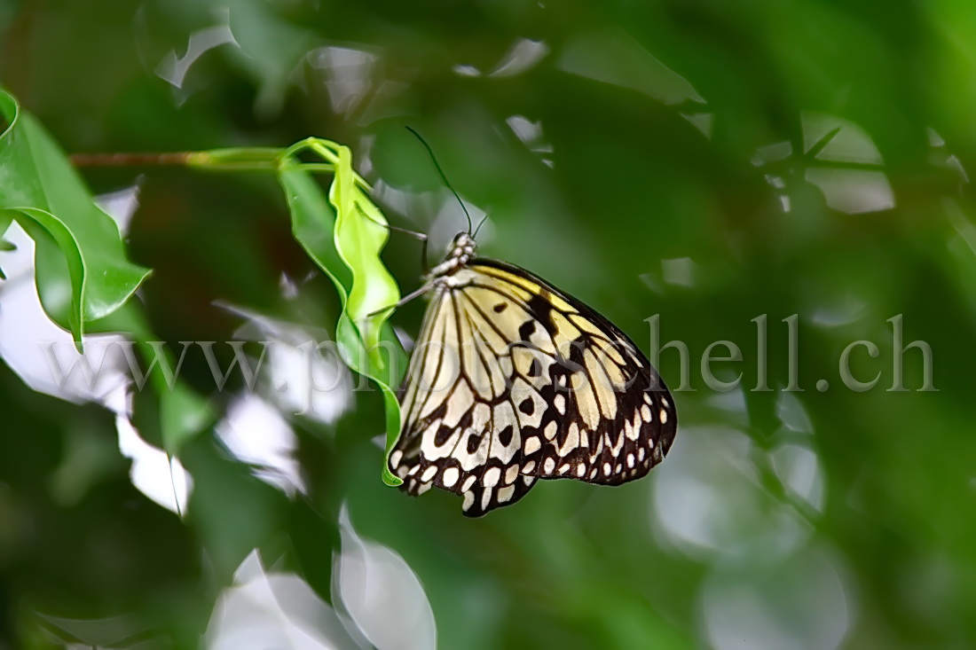 Papillon du Papiliorama