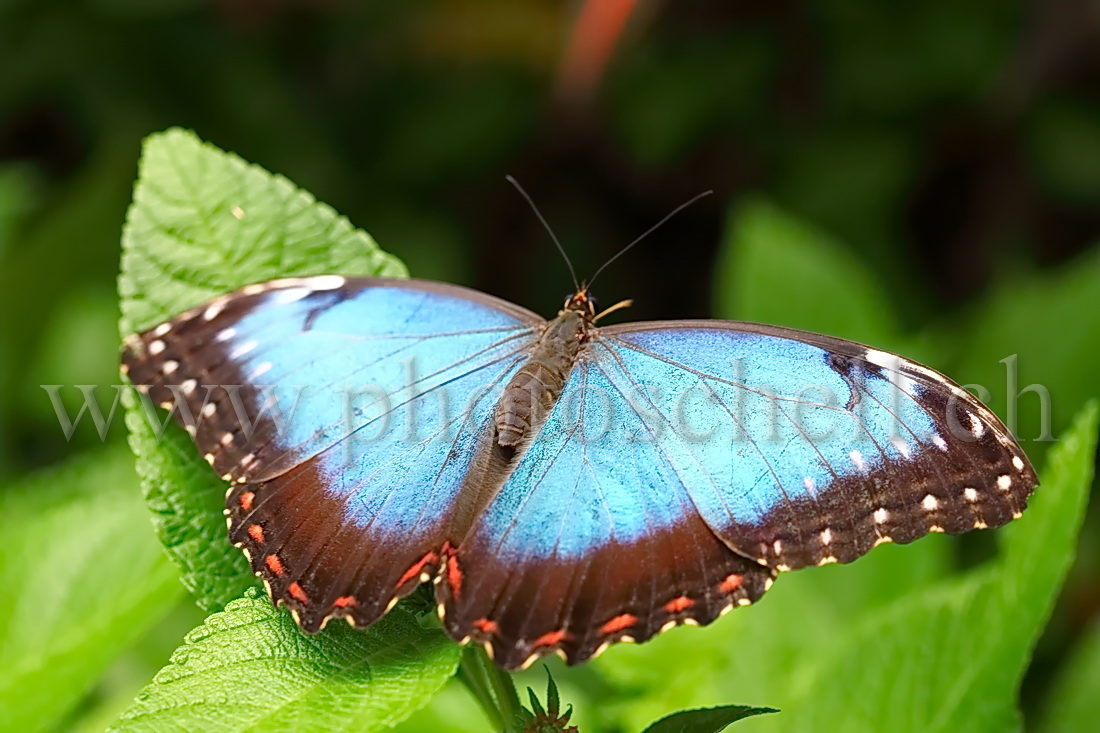Papillon du Papiliorama (Morpho)