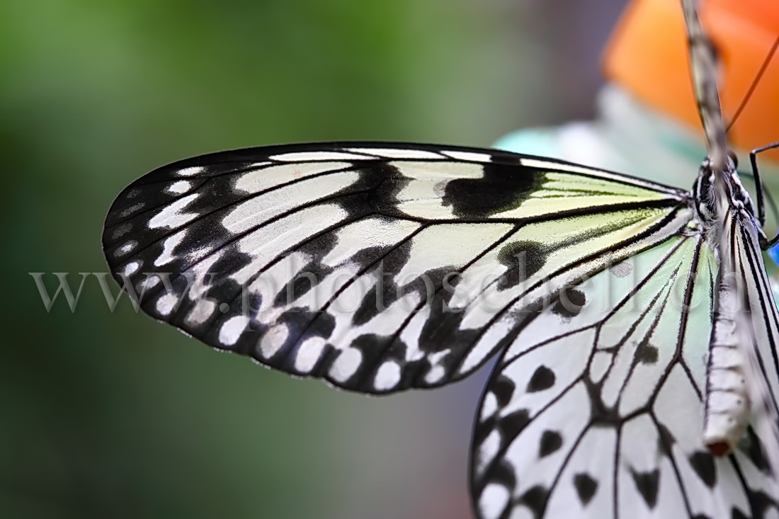 Papillon du Papiliorama : détails d'une aile