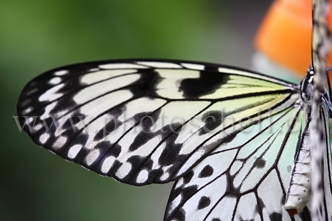 Papillon du Papiliorama : détails d'une aile