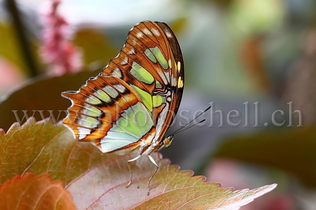 Papillon du Papiliorama