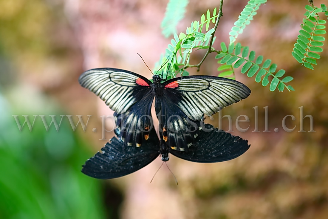 Papillon du Papiliorama