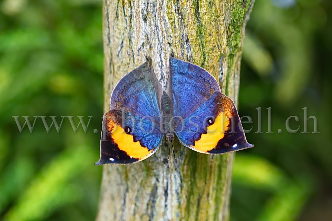 Papillon du Papiliorama