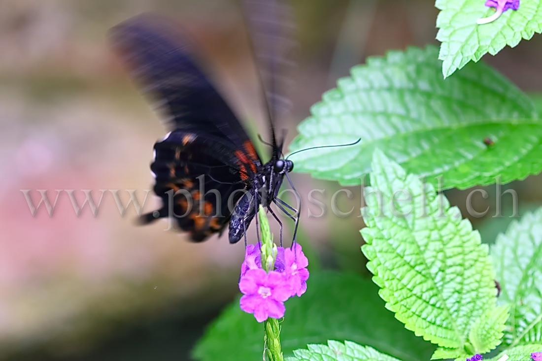 Papillon du Papiliorama