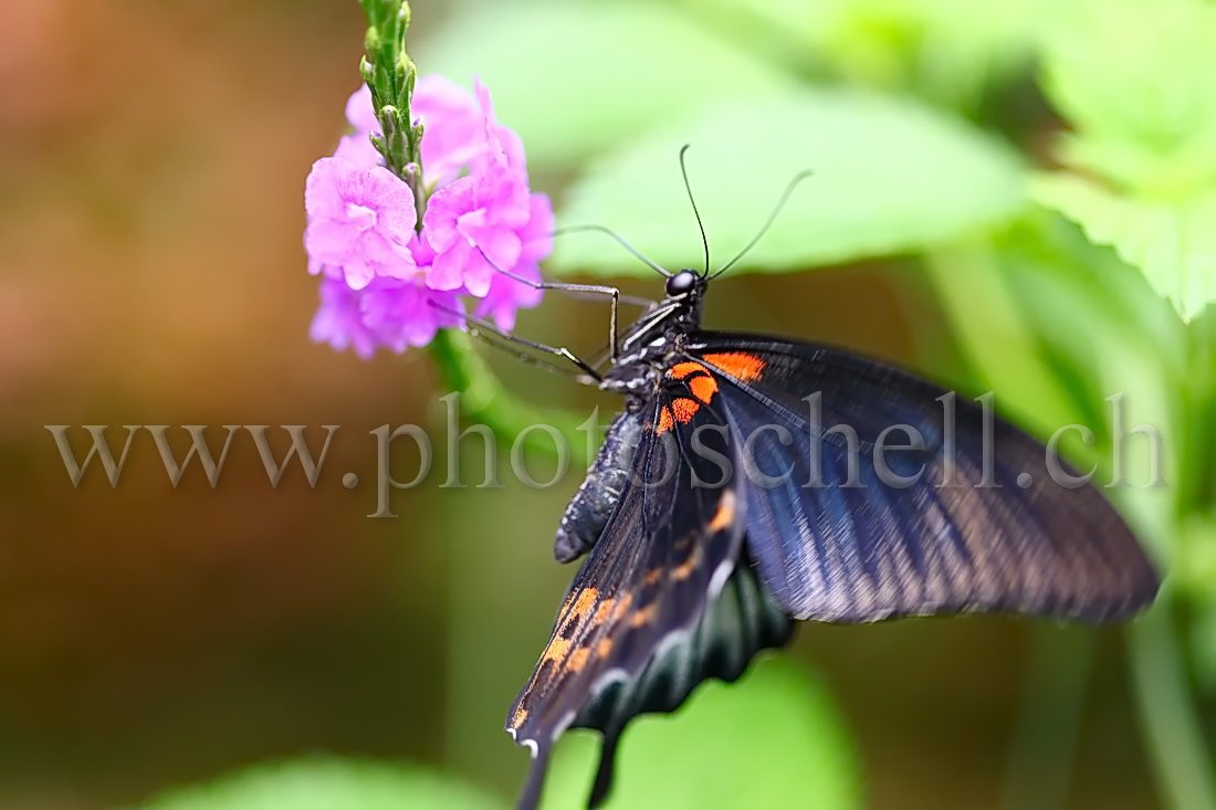 Papillon du Papiliorama