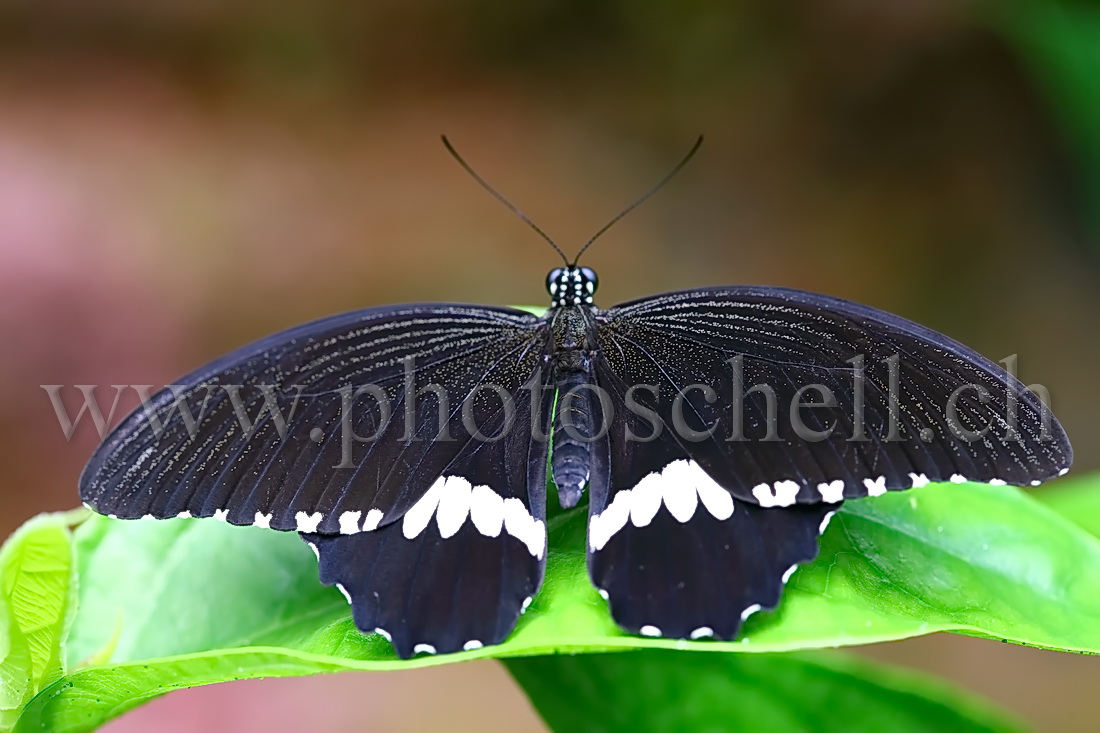 Papillon du Papiliorama