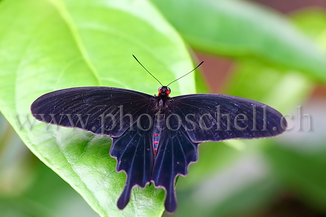 Papillon du Papiliorama