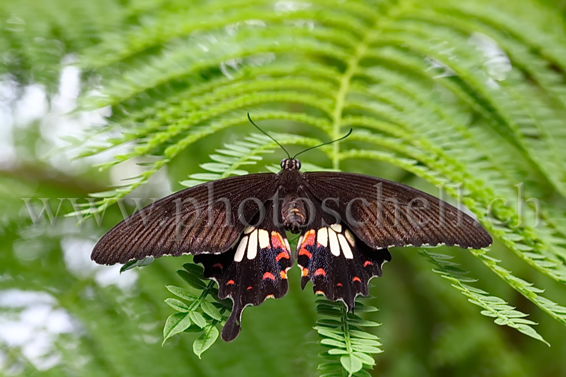 Papillon du Papiliorama