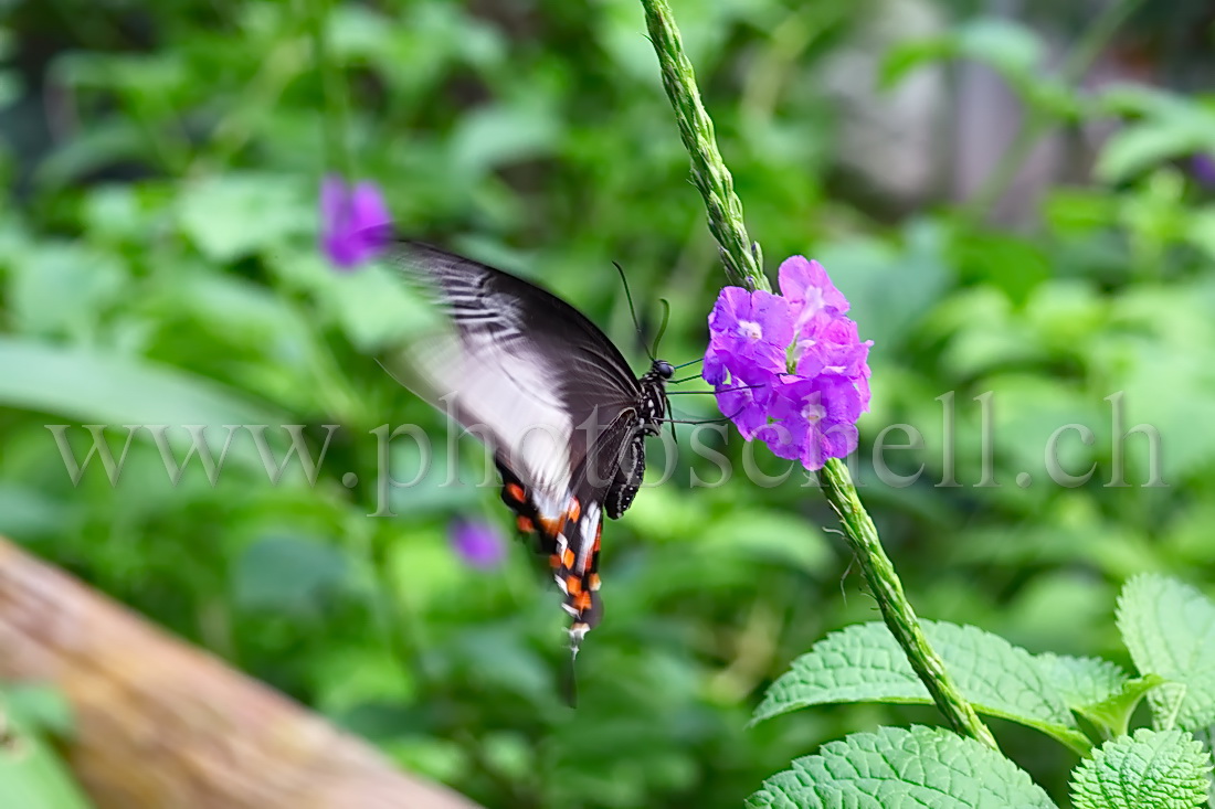 Papillon du Papiliorama