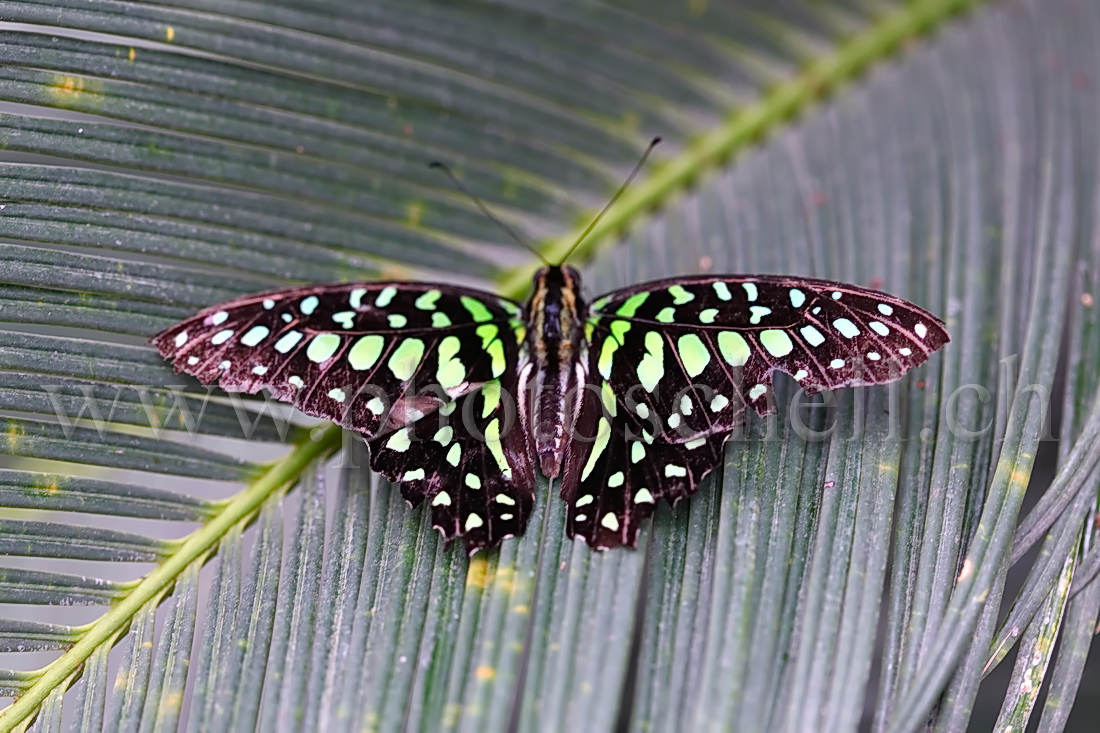 Papillon du Papiliorama