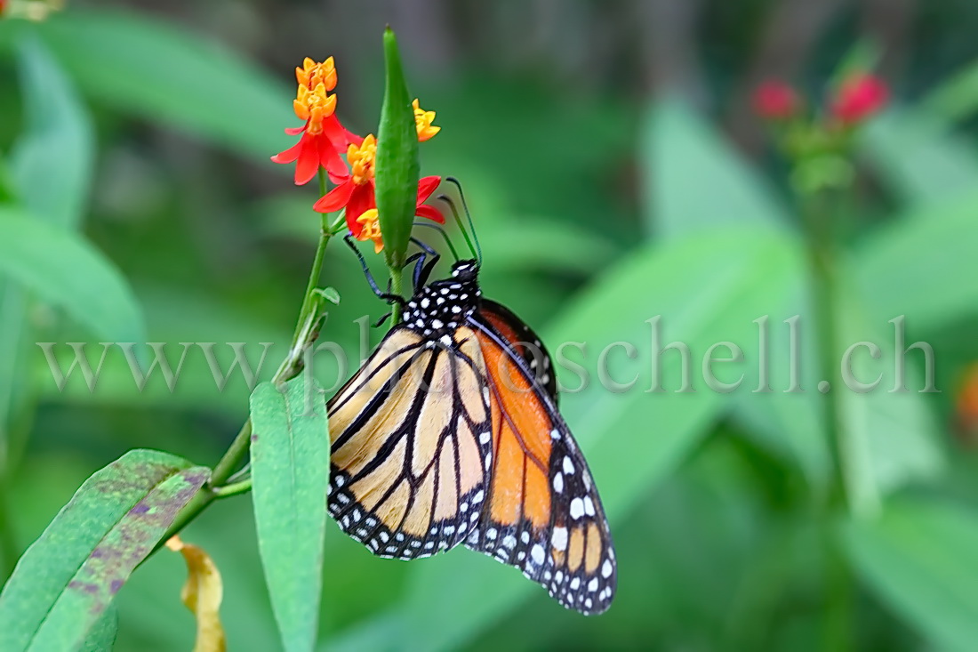 Papillon du Papiliorama