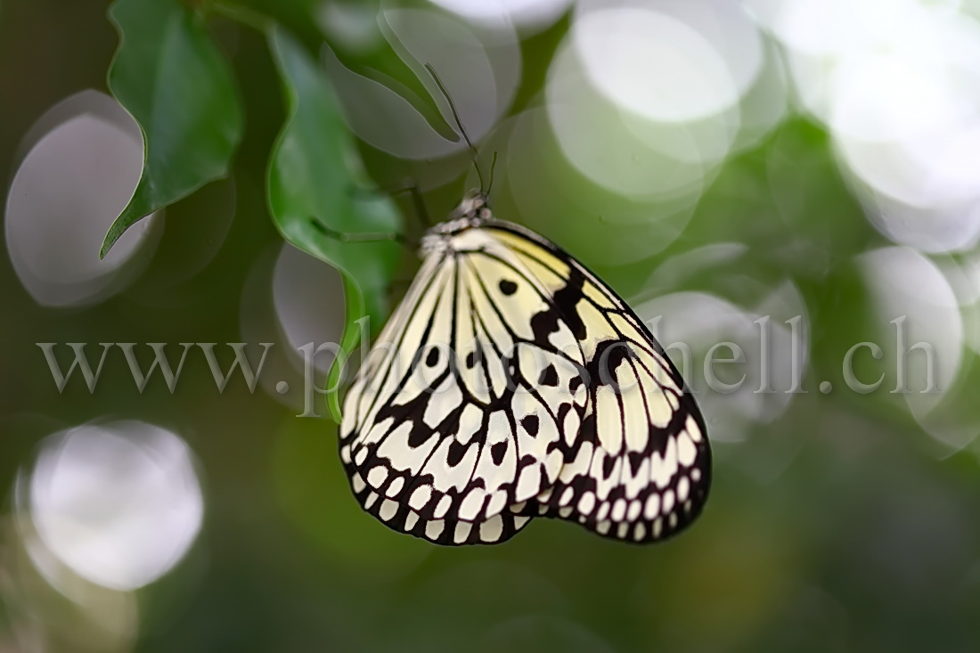 Papillon du Papiliorama