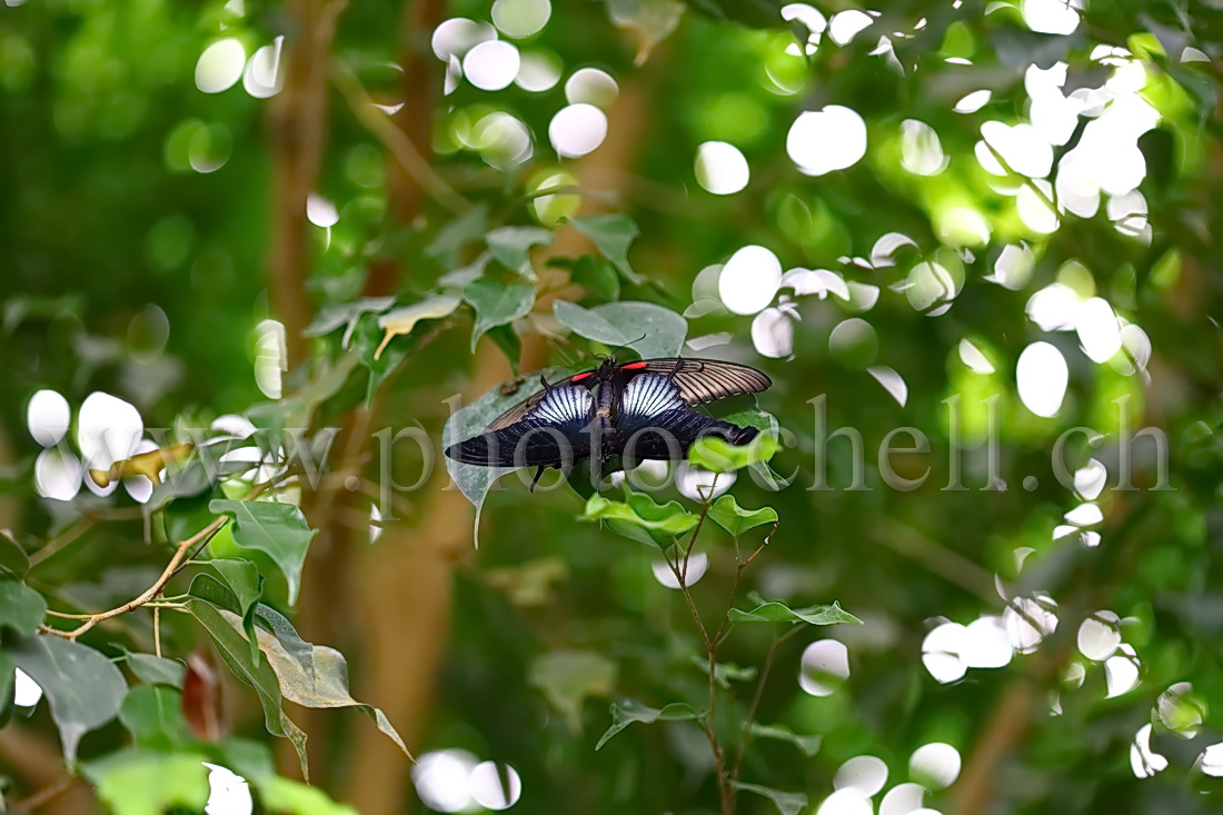 Papillon du Papiliorama