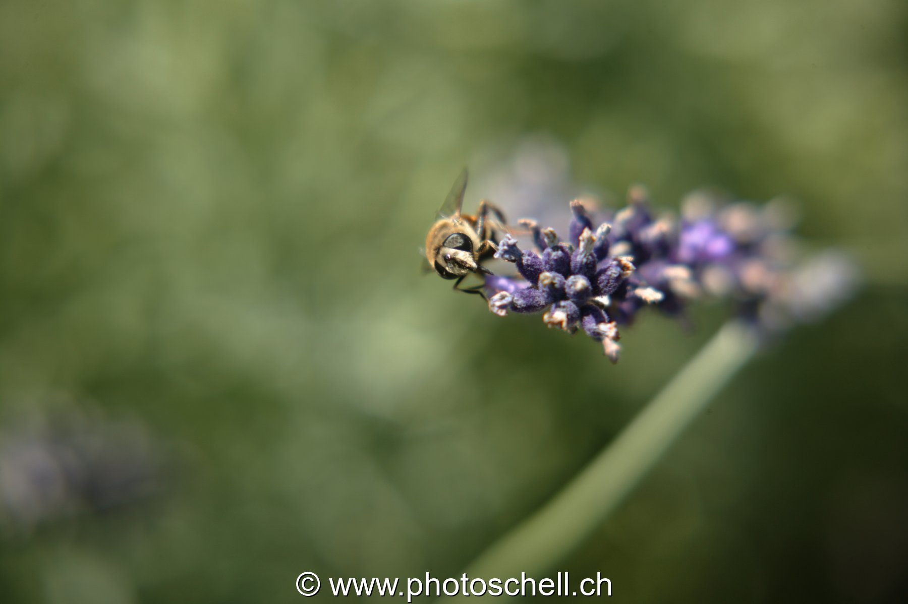 Mouche sur la lavande