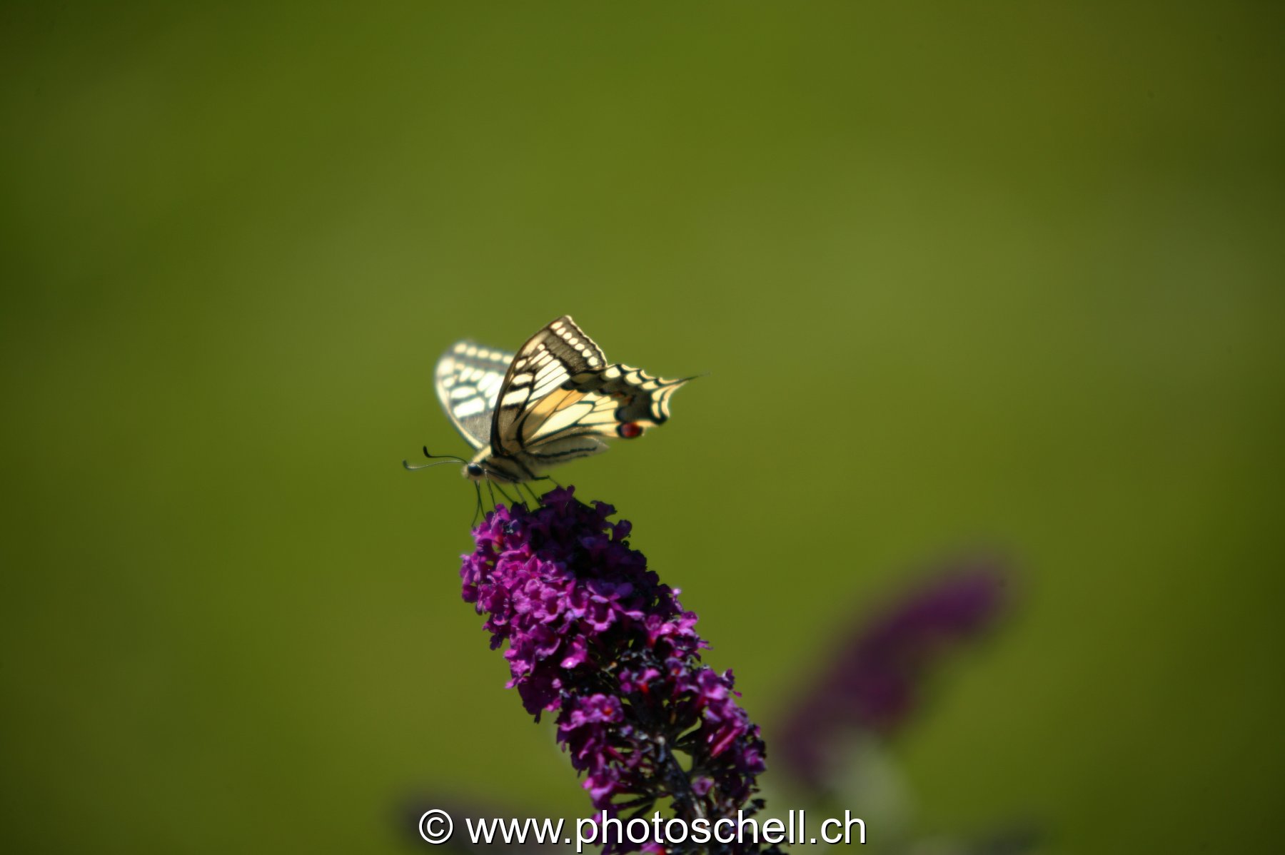 Papillon sur un arbre à papillon
