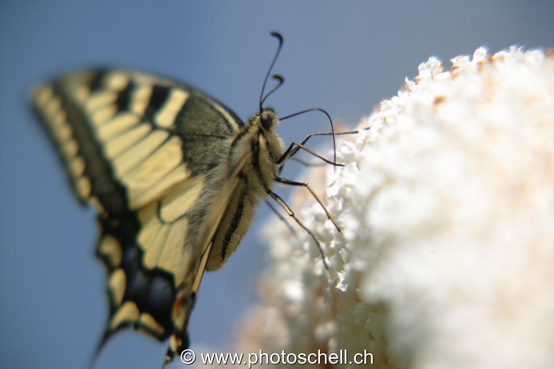 Papillon sur un arbre à papillon