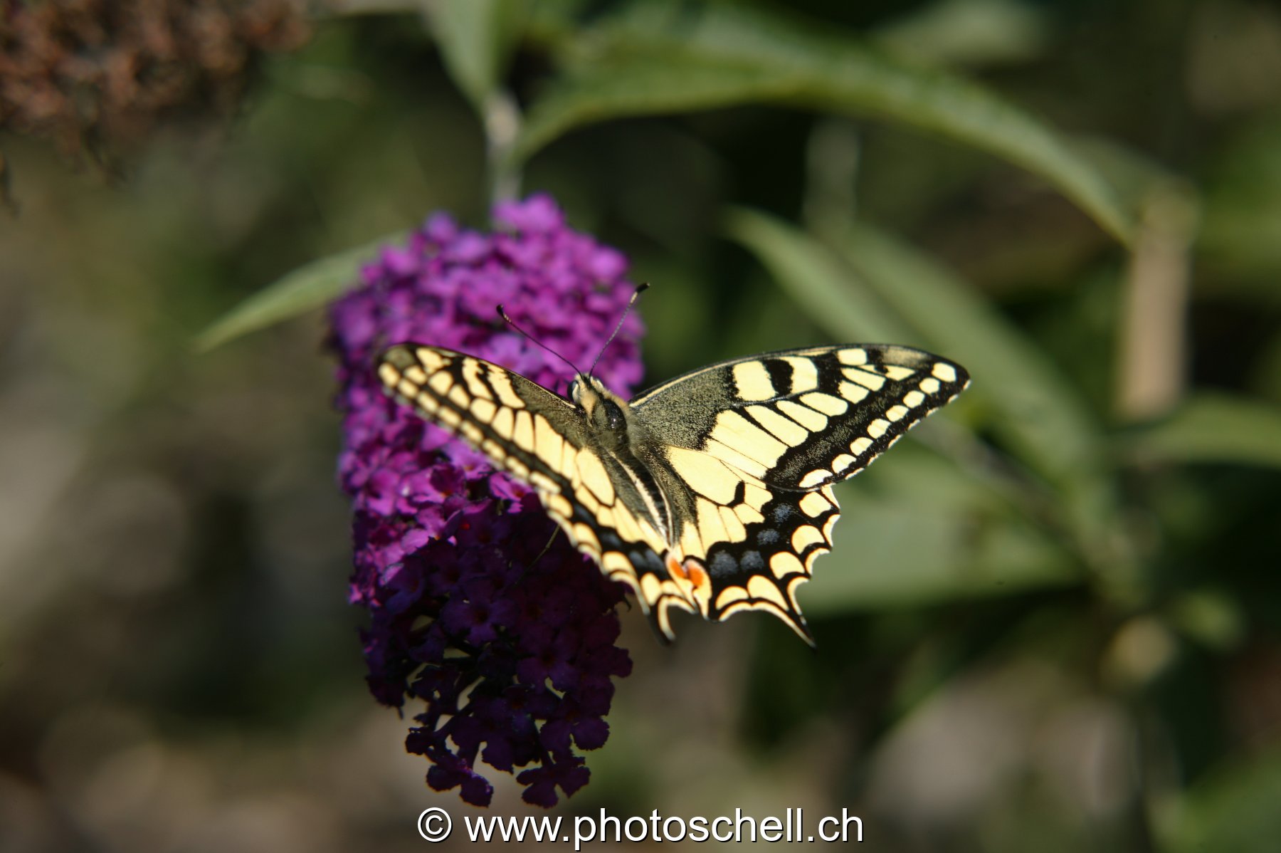 Photo 10