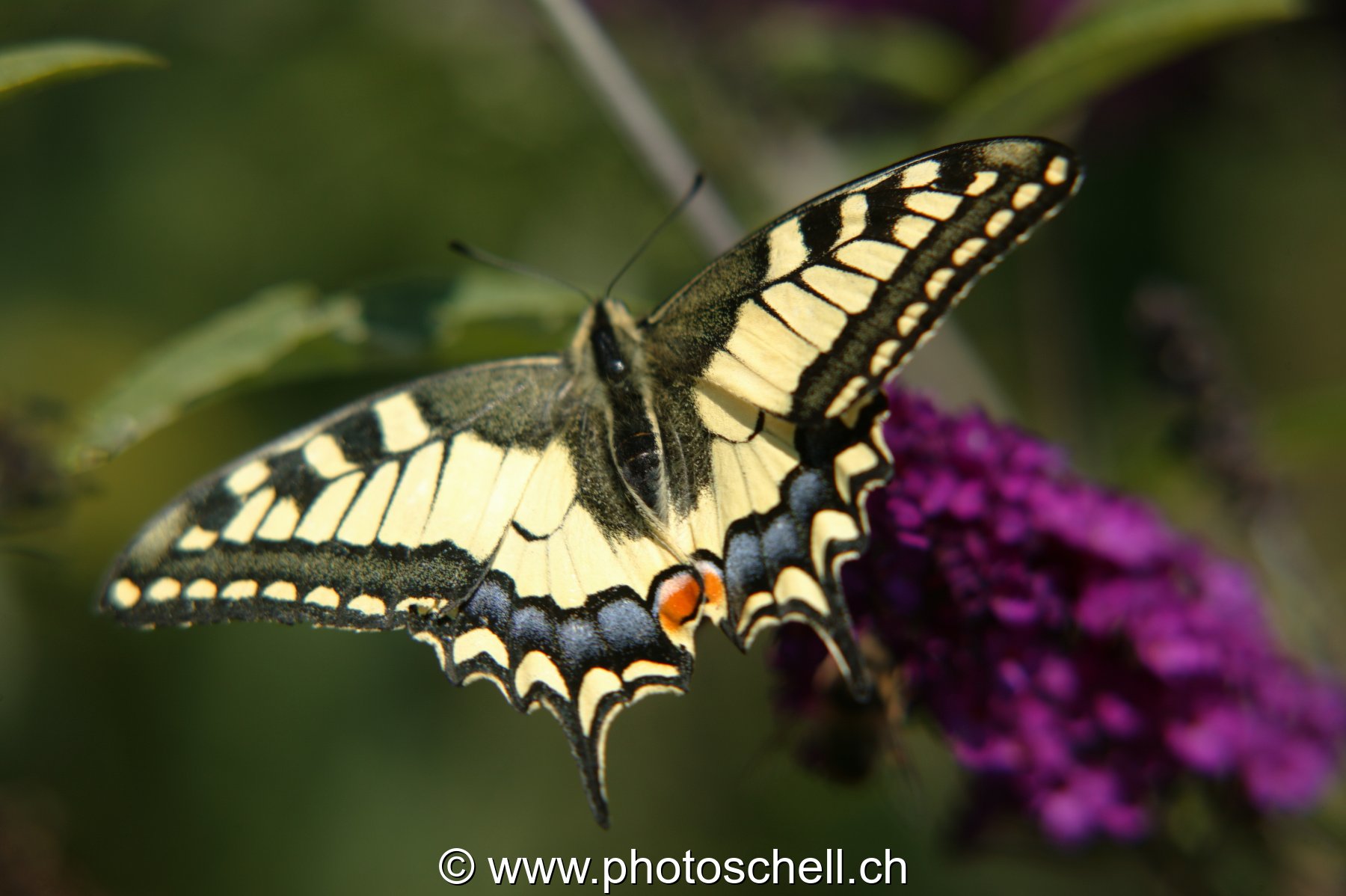 Papillon sur un arbre à papillon