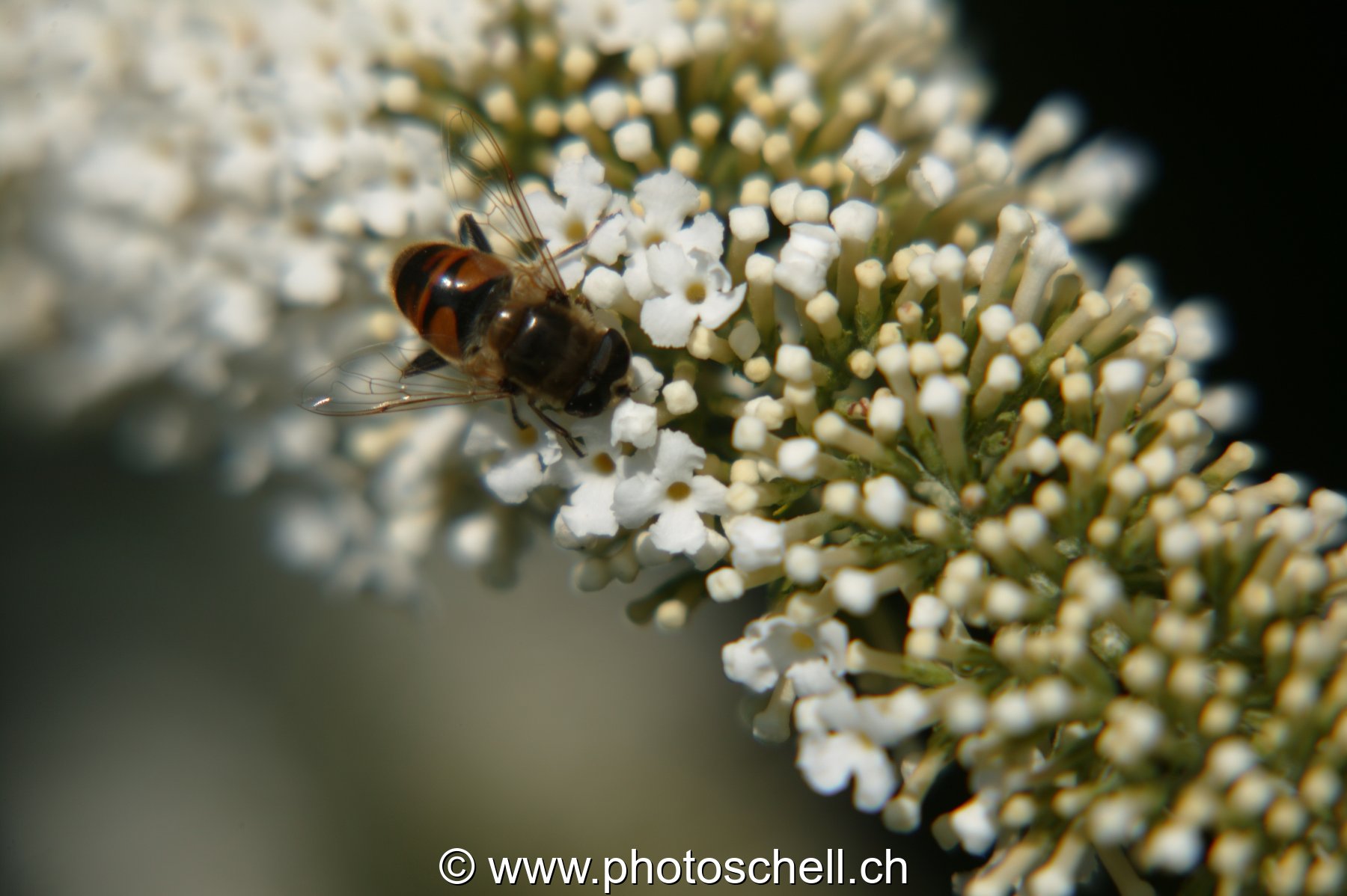 Mouche sur un arbre à papillon