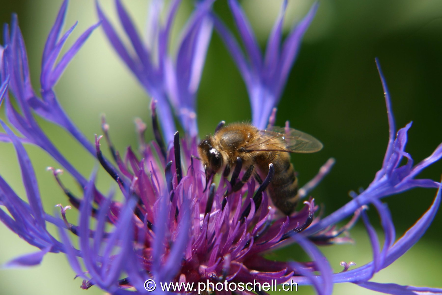 Abeille butinant un bleuet