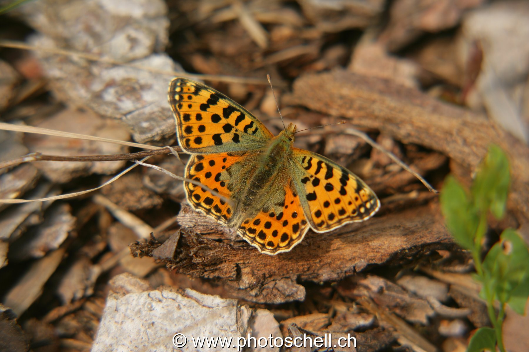 Papillon sur l'écorce