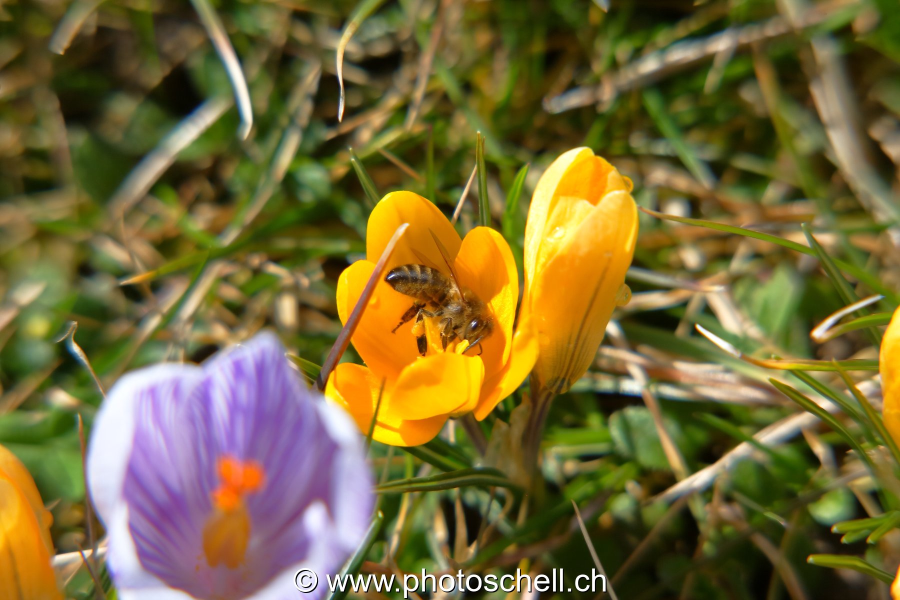 Photo 19