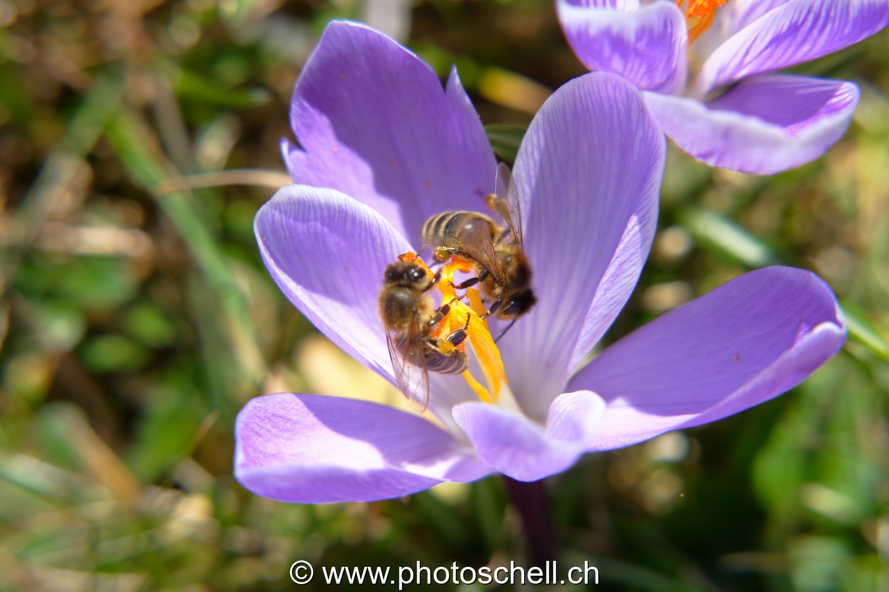Photo 24