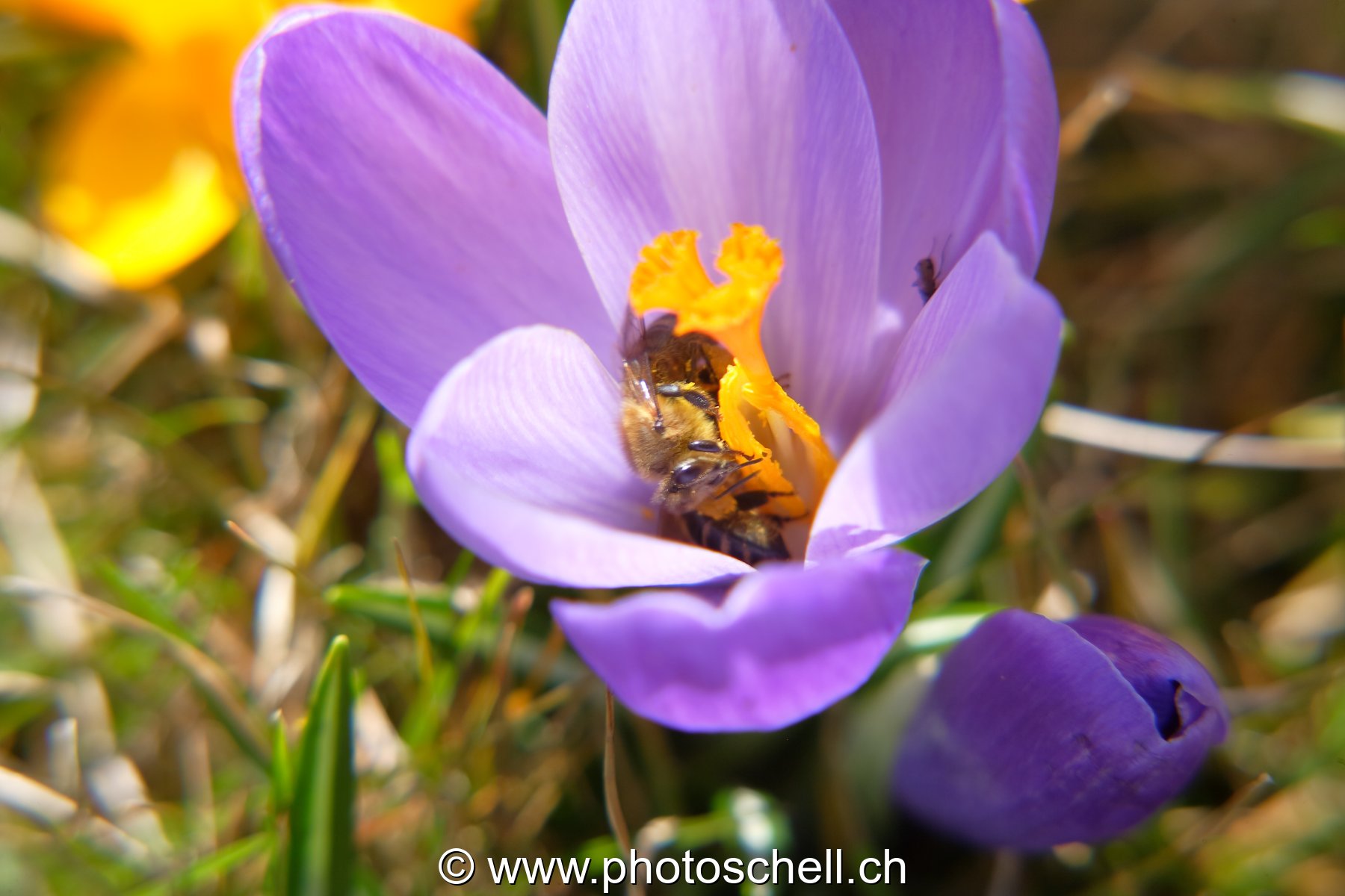 Deux abeilles pour un seul crocus