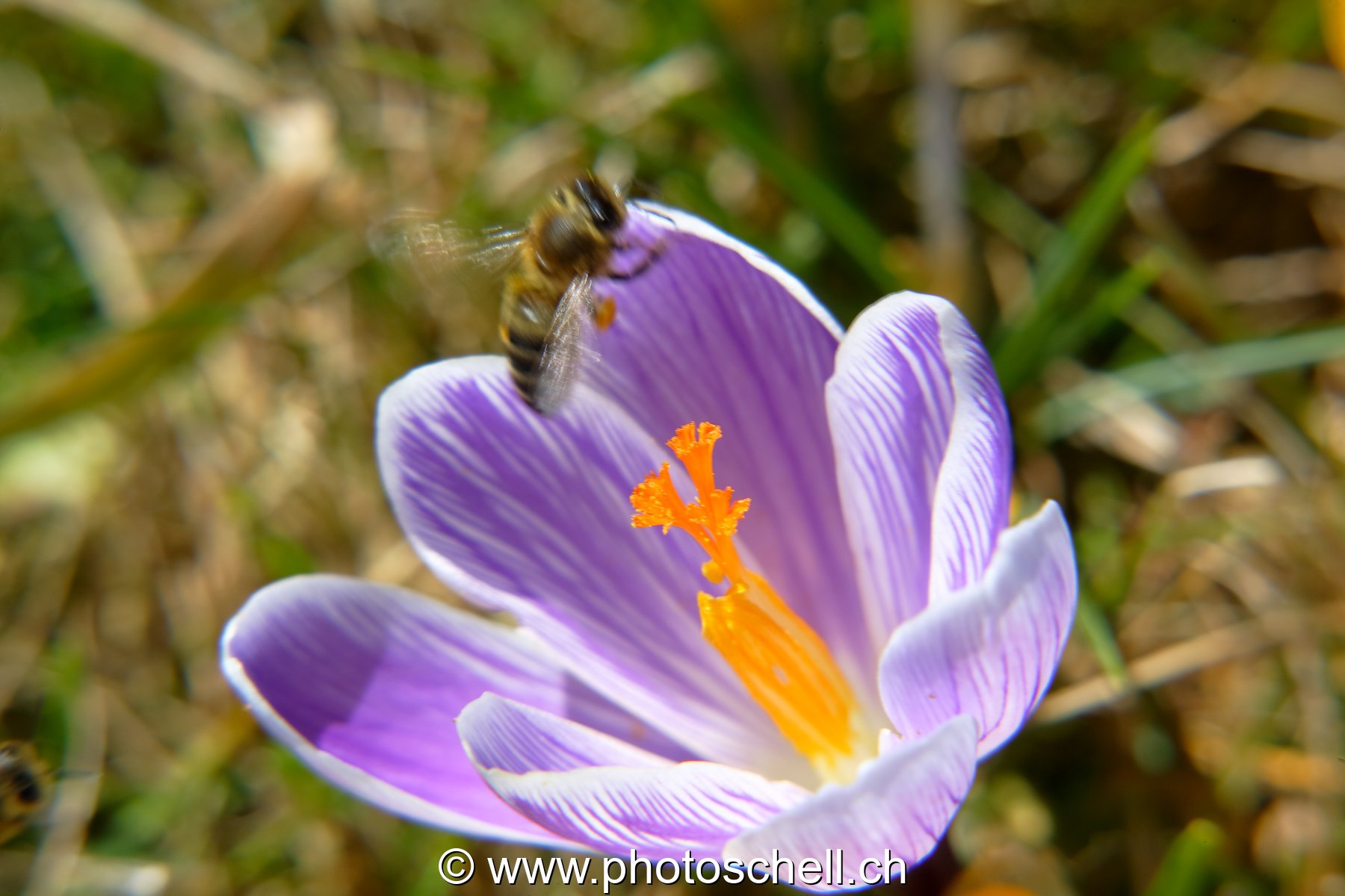 Envol de l'abeille