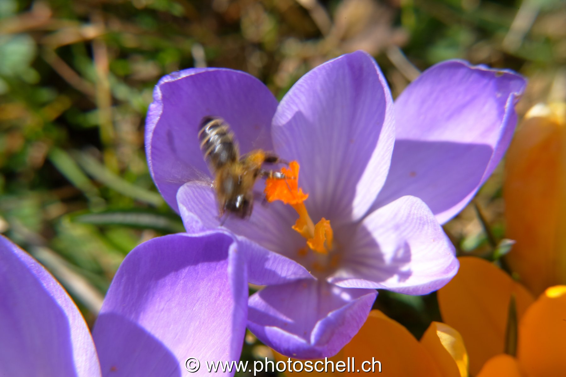 Envol d'une abeille