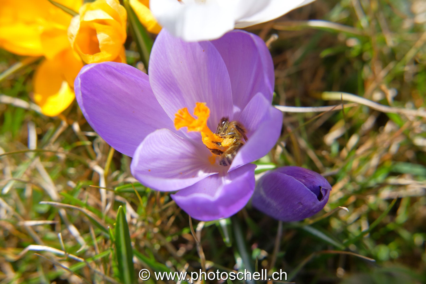Photo 28
