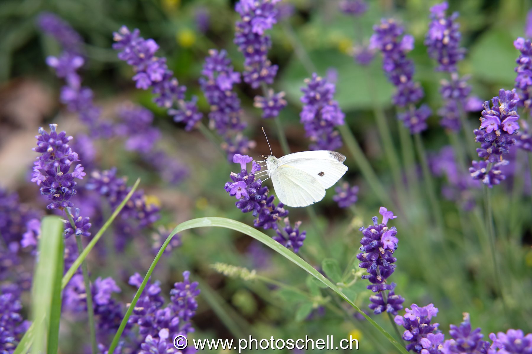 Photo 29