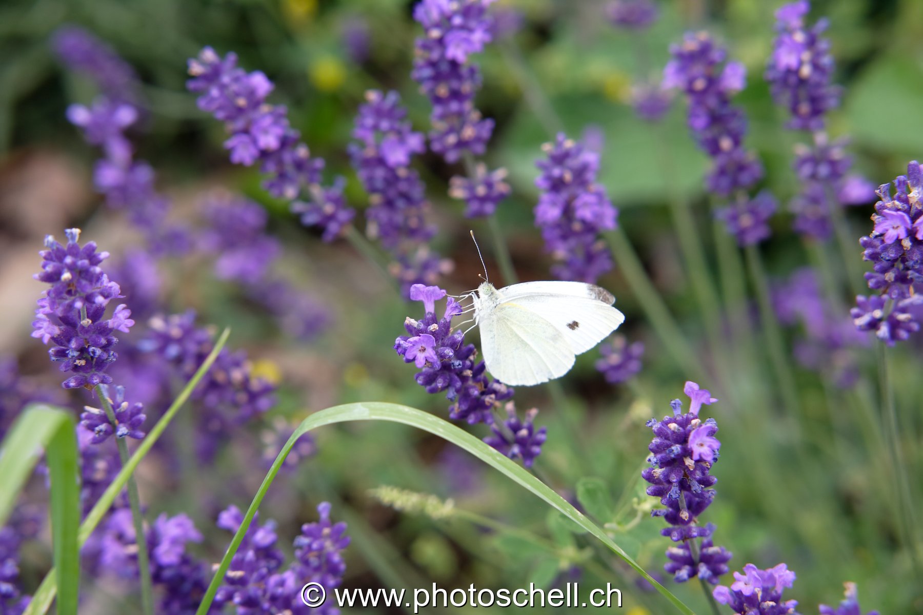 Photo 30