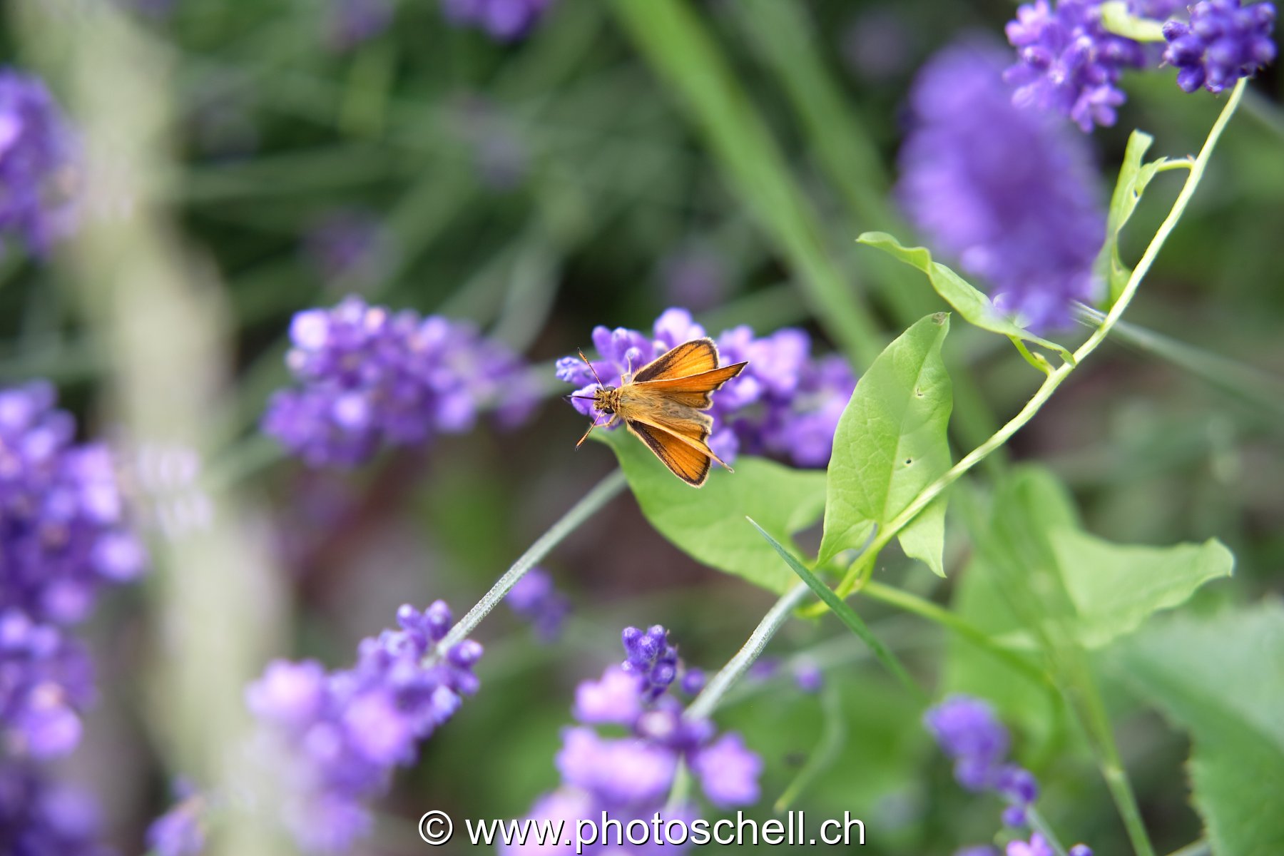 Papillon butinant la lavande