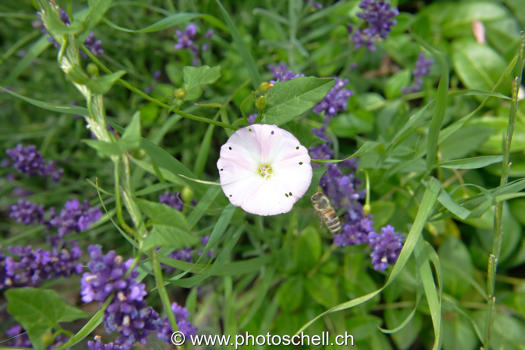 Abeille en approche d'un liseron