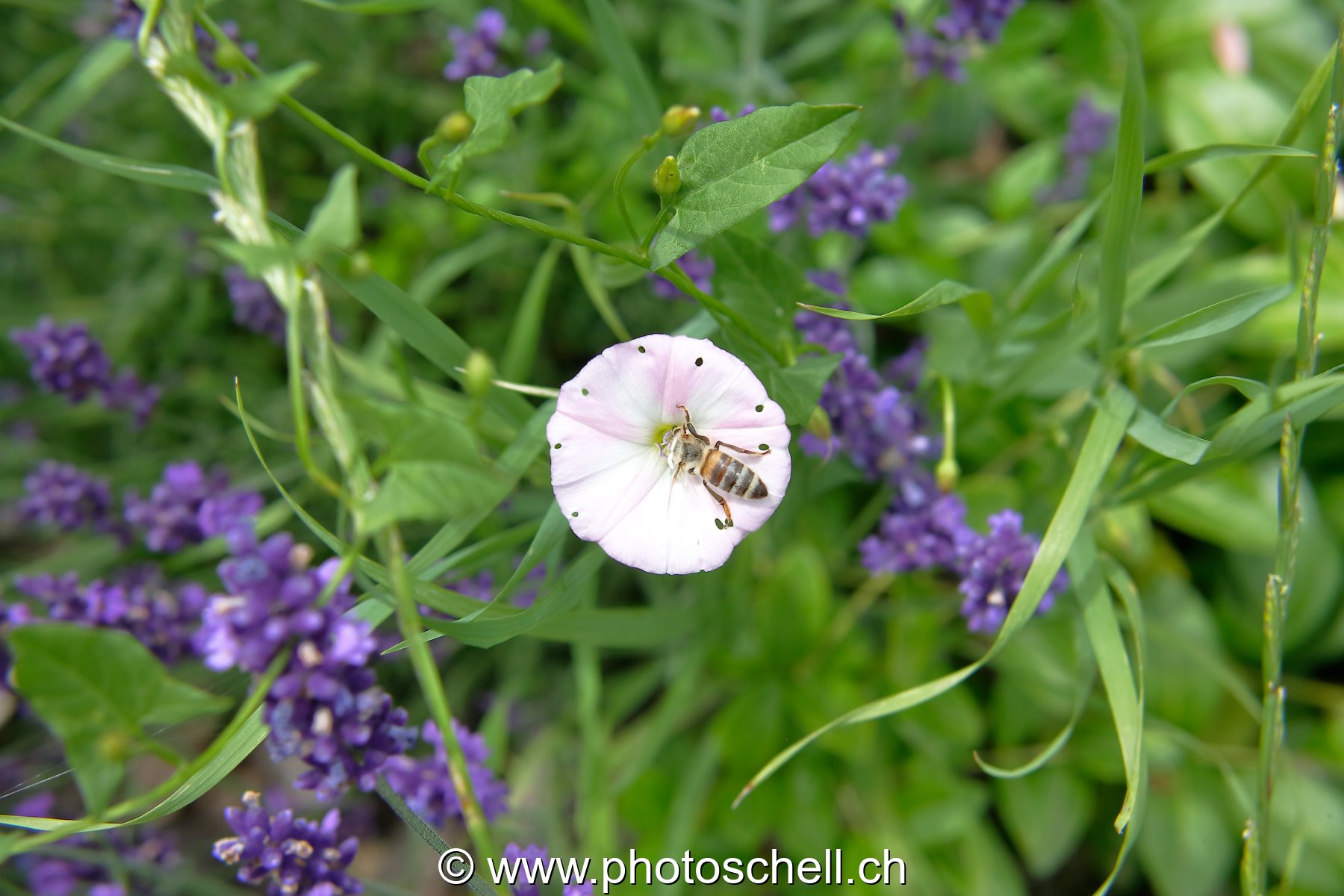 Photo 36