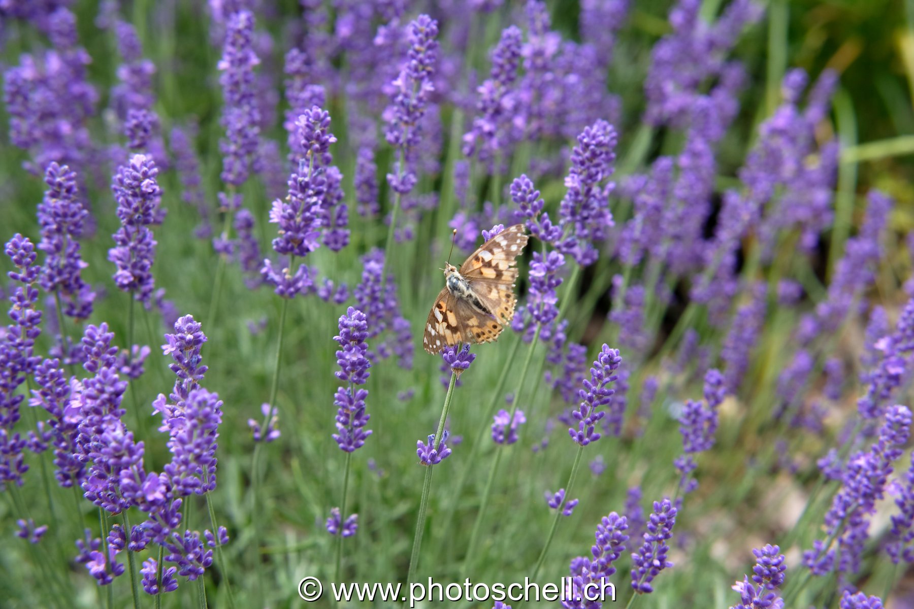 Papillon sur la lavande