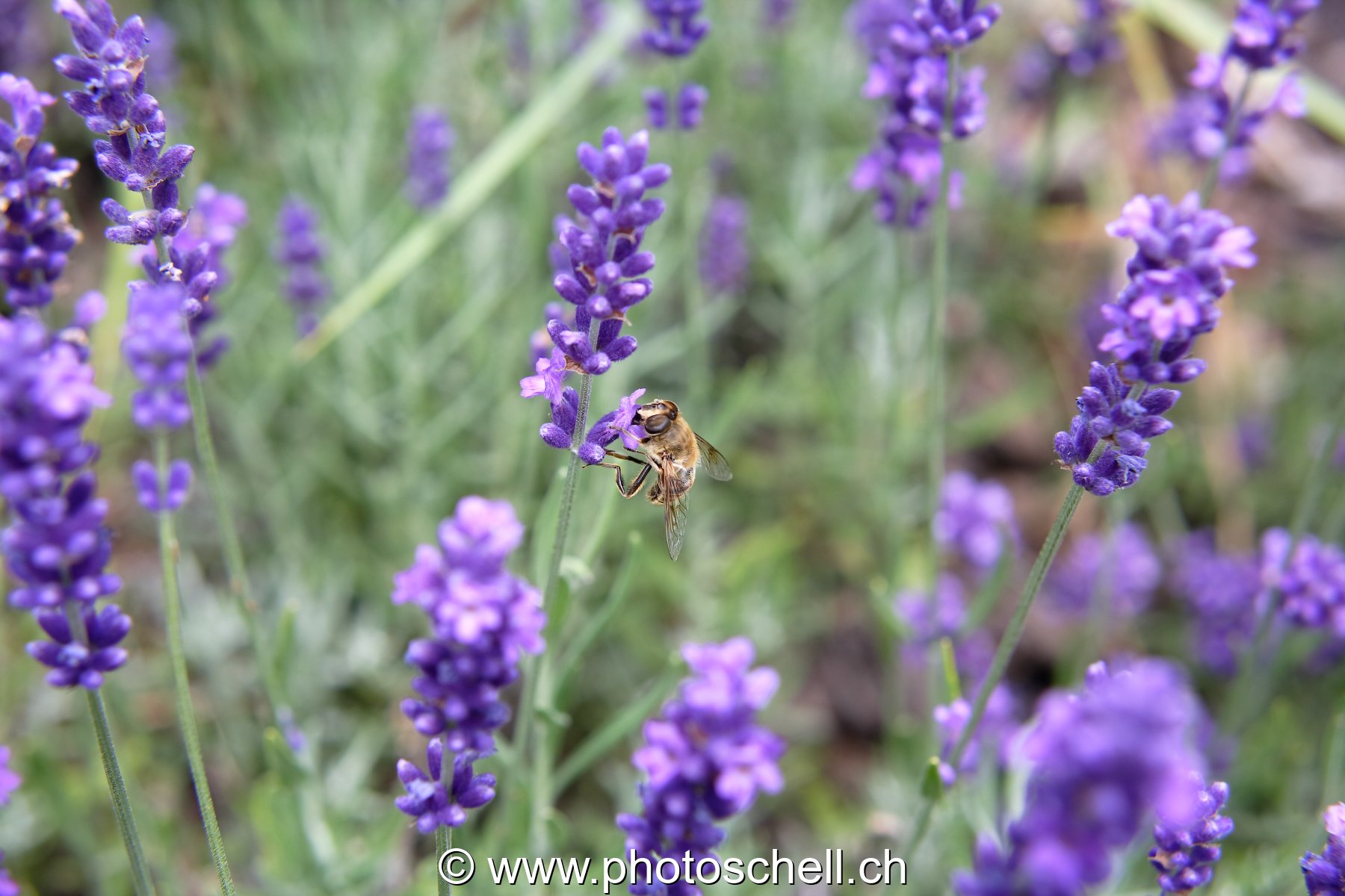 Mouche butinant